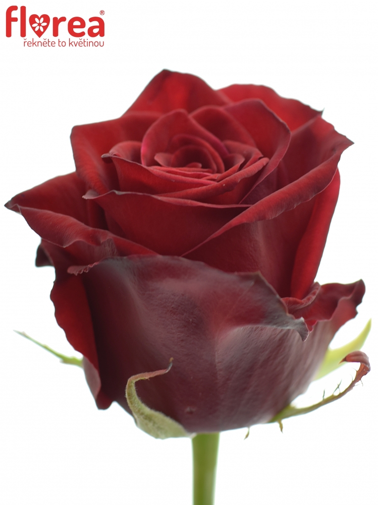 Dortová kytice Rudé růže - rozvoz, dárek