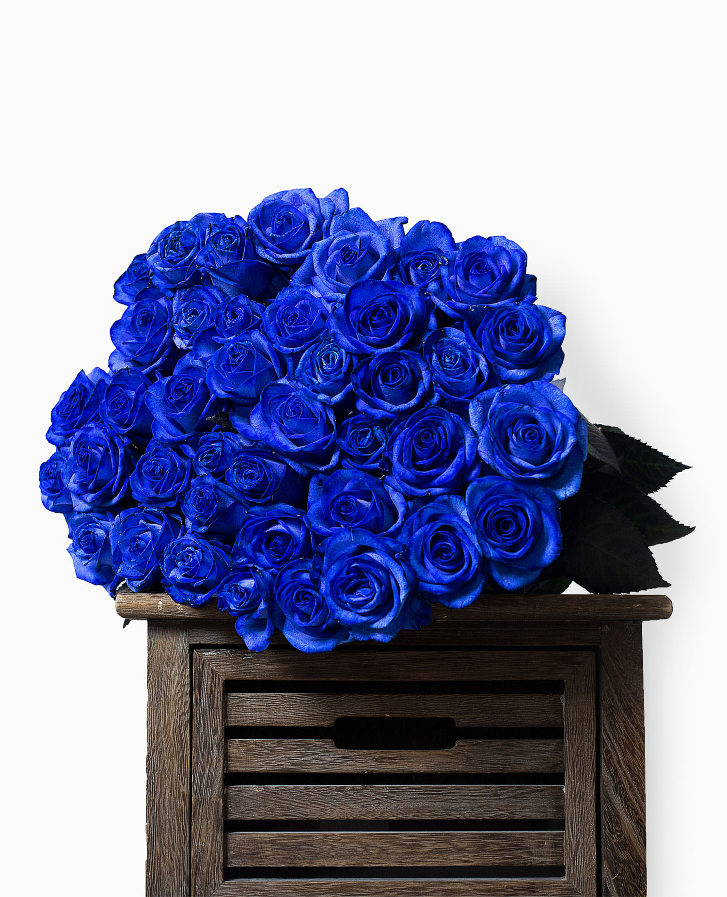 Růže modré - rozvoz, dárek